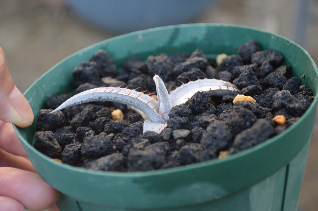 Dyckia braunii #1(ディッキア ブラウニー ＃1) | ~龍の巣窟~