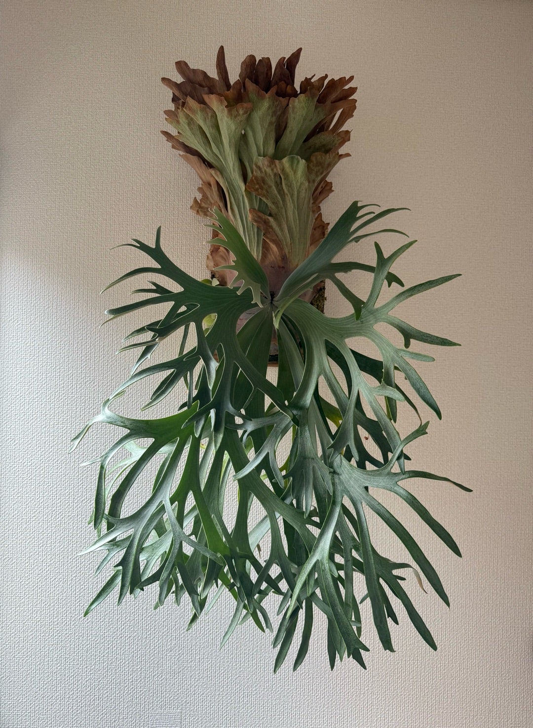 その後の P. willinckii ”TBFS No1 2018” ② | calmplantsのビカクシダ