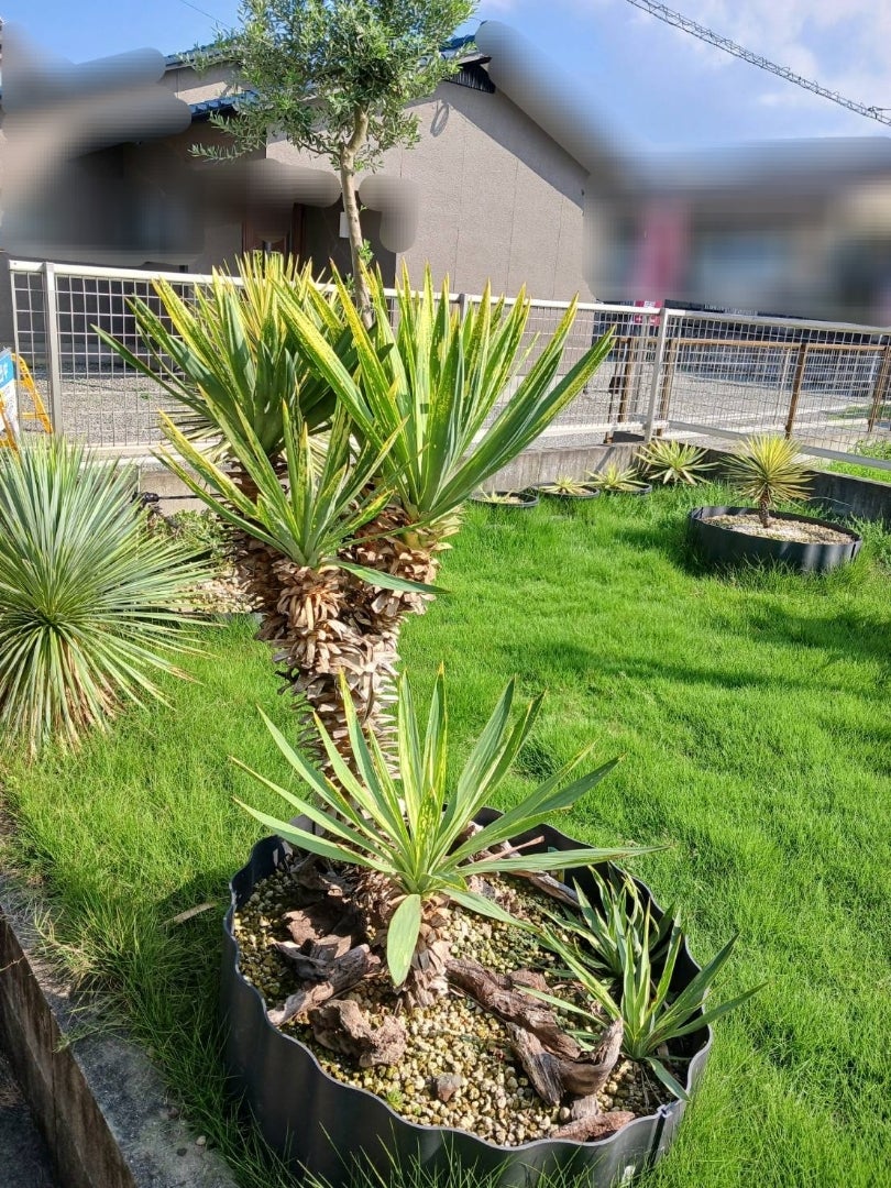 ユッカグロリオサ 散り斑 ～剪定～ | ドライガーデン&金魚