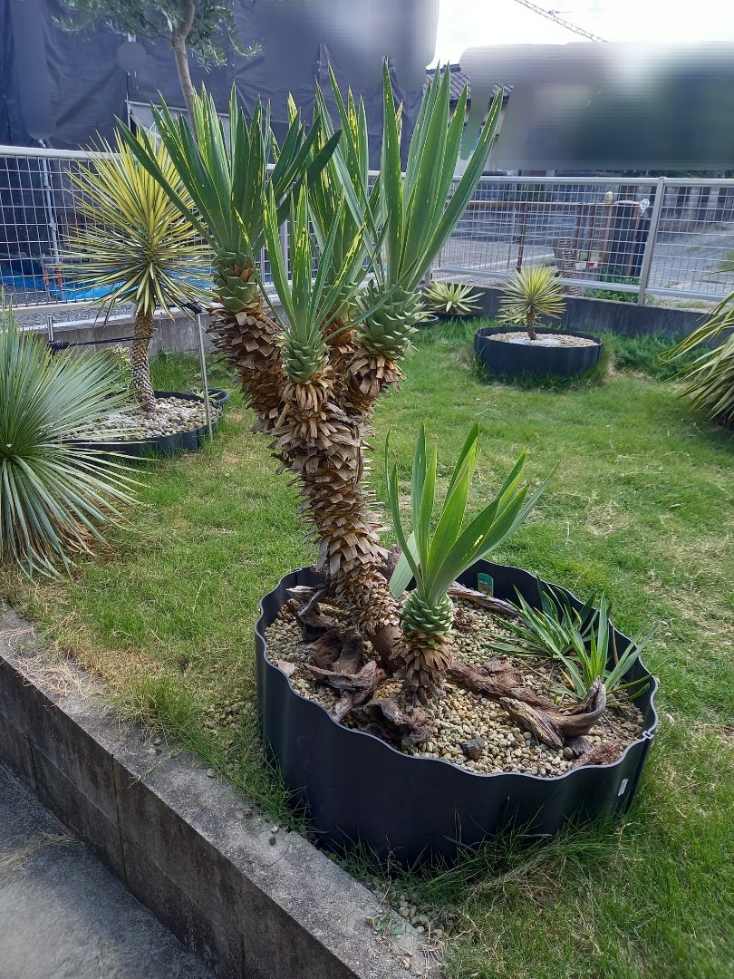 ユッカグロリオサ 散り斑 ～剪定～ | ドライガーデン&金魚