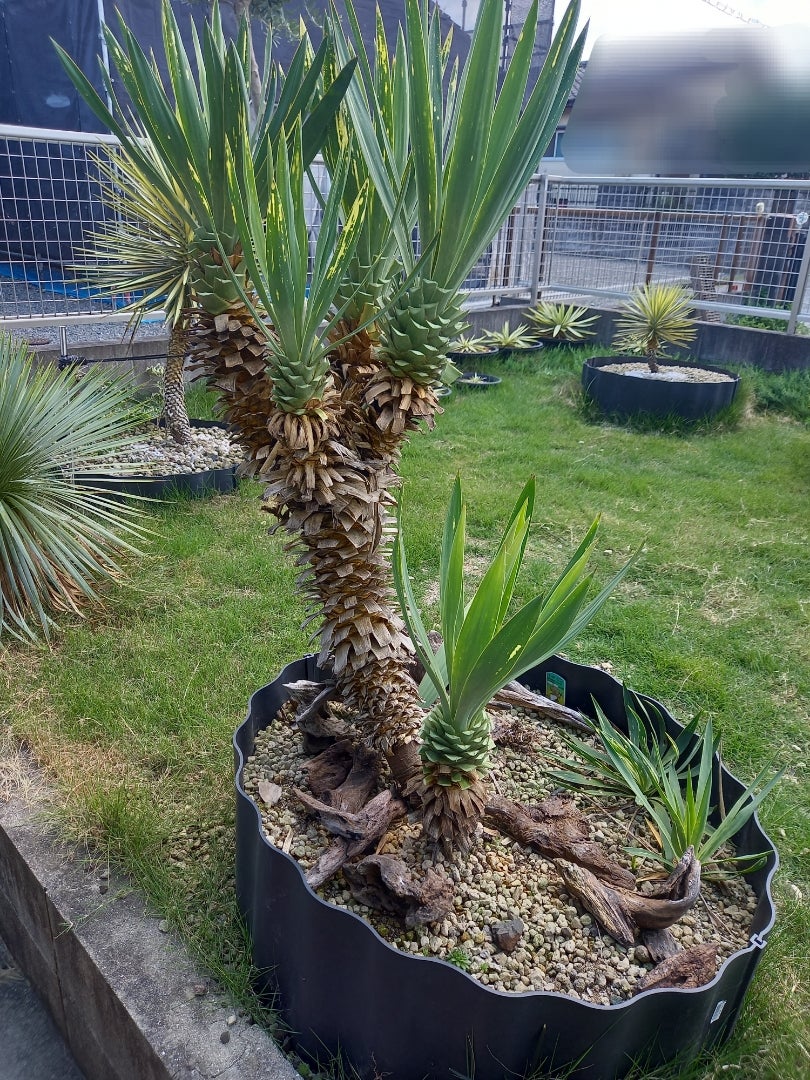 ユッカグロリオサ 散り斑 ～剪定～ | ドライガーデン&金魚