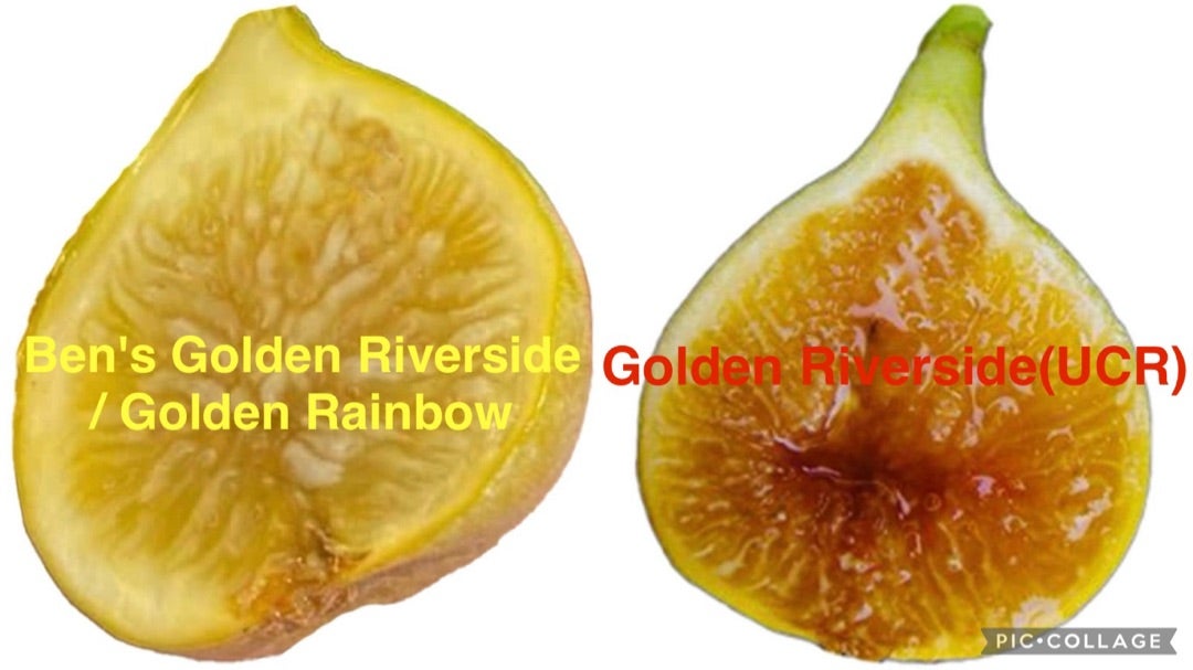 探しまくったニューフェイスイチジク苗木*(^o^)/*》《一日で赤黒く