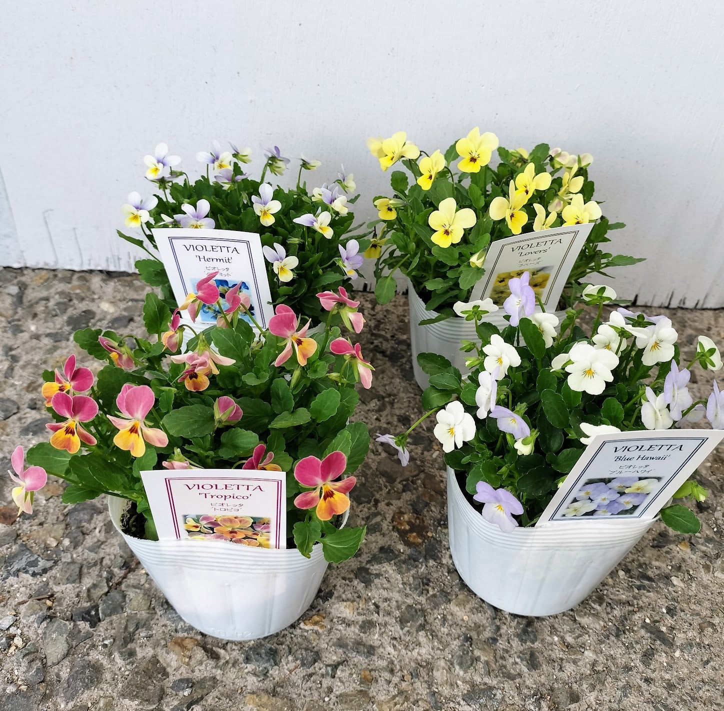 ビオパンの寄せ植え第二弾 ビオレッタの寄せ植え | 雑木の庭でガーデニング