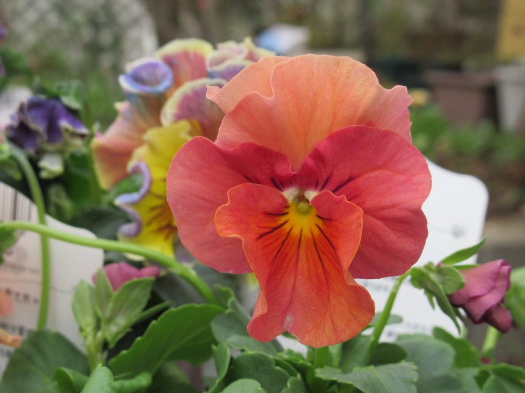 花苗うえたさんのビオラ＆パンジー、すみれ図鑑 | イングリッシュ