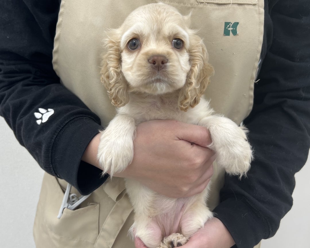 アメリカン・コッカー・スパニエル ♀ (バフ) | アクア&ペットかねだい千葉