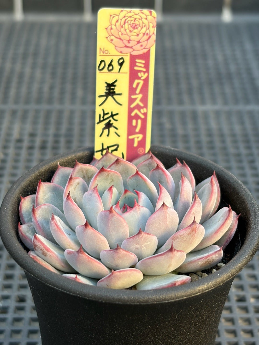 069【美紫妃】おらいさん苗 ミックスベリア 成長記録 多肉植物