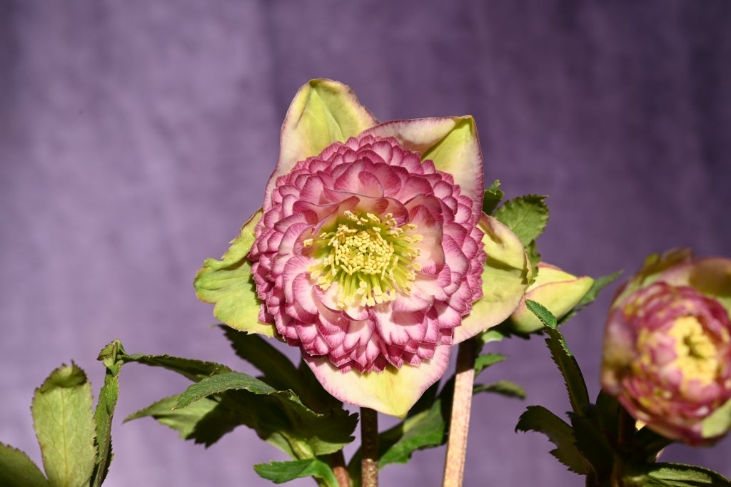 本日更新のクリスマスローズです。 | クリスマスローズ専門店きたむら