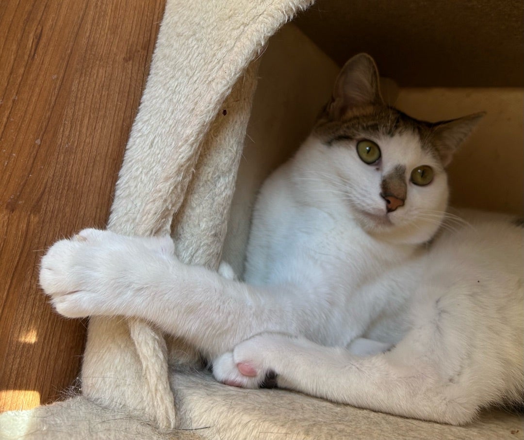 モーニングニャン シェルター棟1階 】 | 社)アニマルエイド 事務局