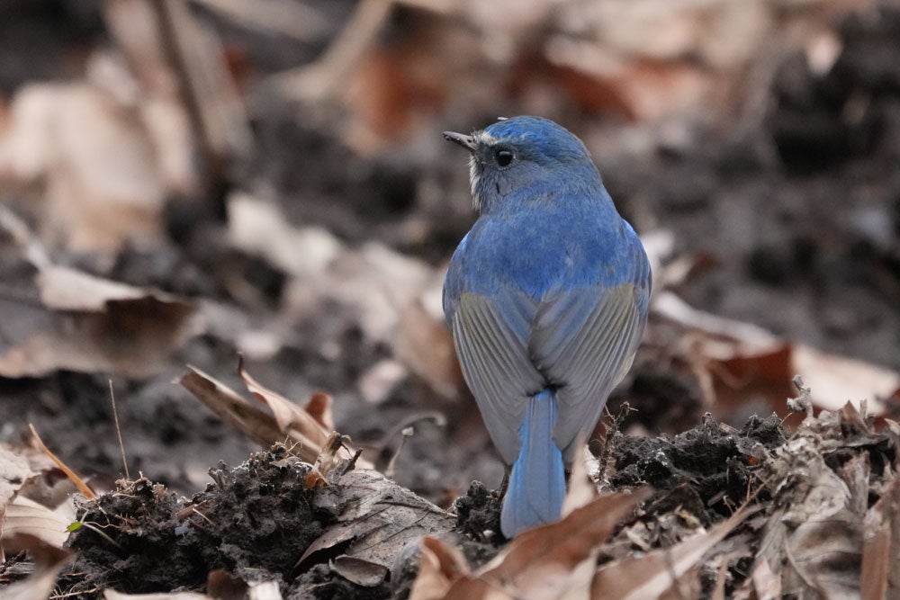 幸せの青い鳥はいずこに | 蘇山蓮園
