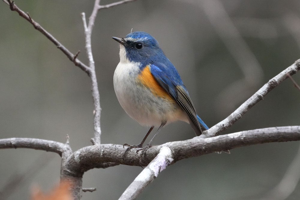 幸せの青い鳥はいずこに | 蘇山蓮園