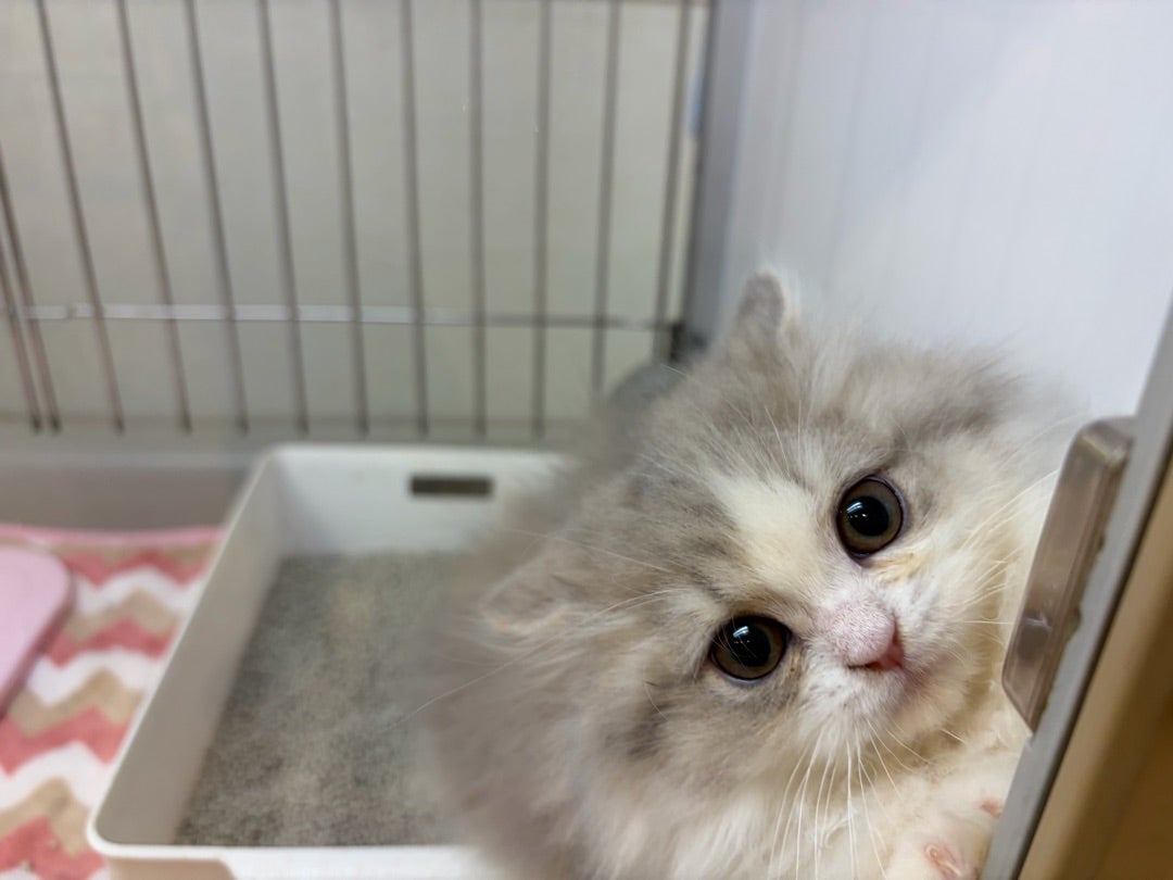 短足マンチちゃん仲間入り⟡.·*. | Pet Shop DOGdog