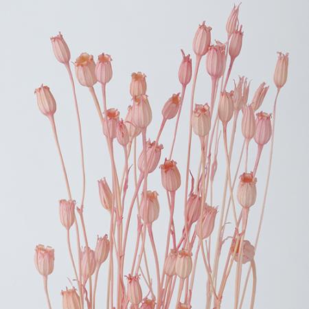 の「ドライフラワー花材｜ドライフラワー」通販 - 花材通販はなどんや