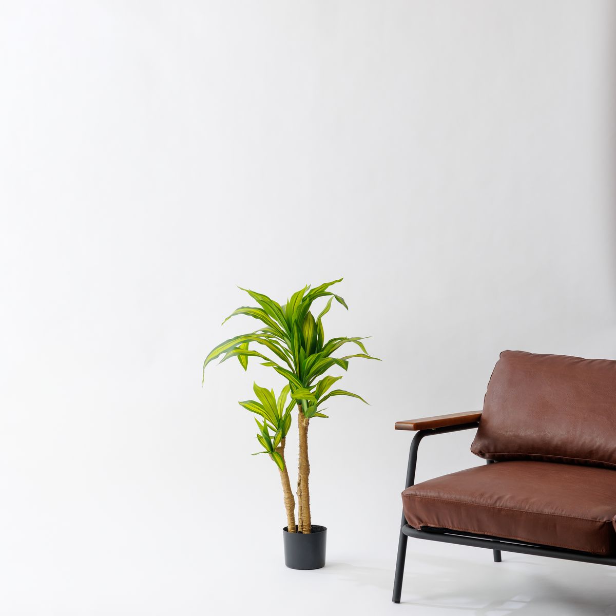 人工観葉植物】MAGIQ東京堂/ドラセナマッサンゲアナ グリーン GREEN