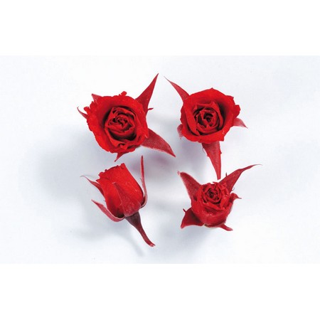 プリザーブド】大地農園/ビビアン 24輪 ピュアホワイト/02370-001 - 花