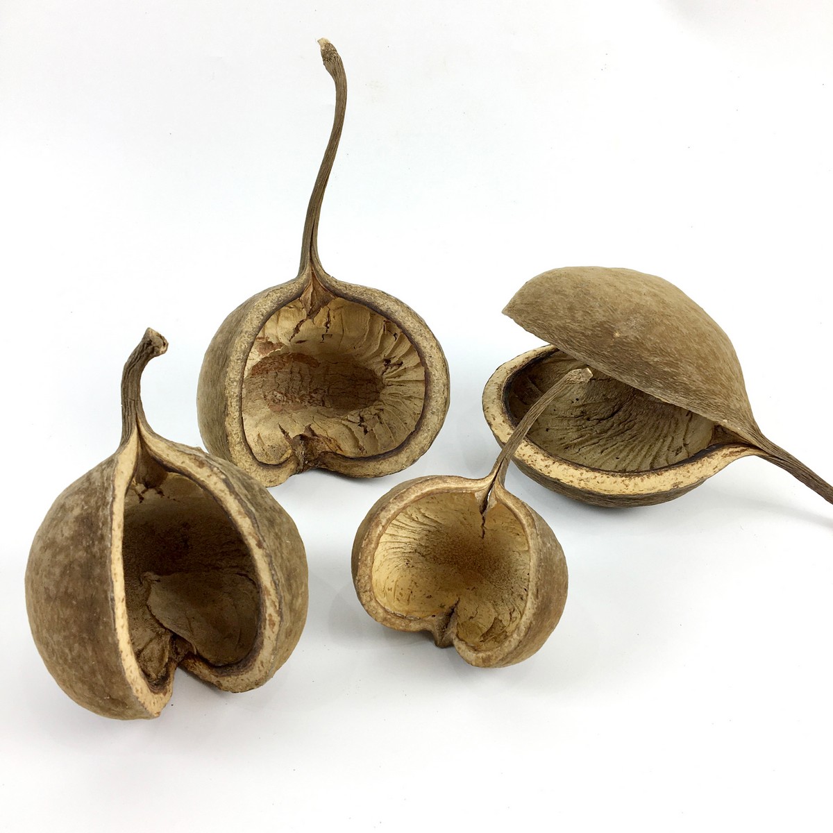 即日☆【ドライ】大地農園/ブッダナッツ アースデコ 4個 N/85700-000