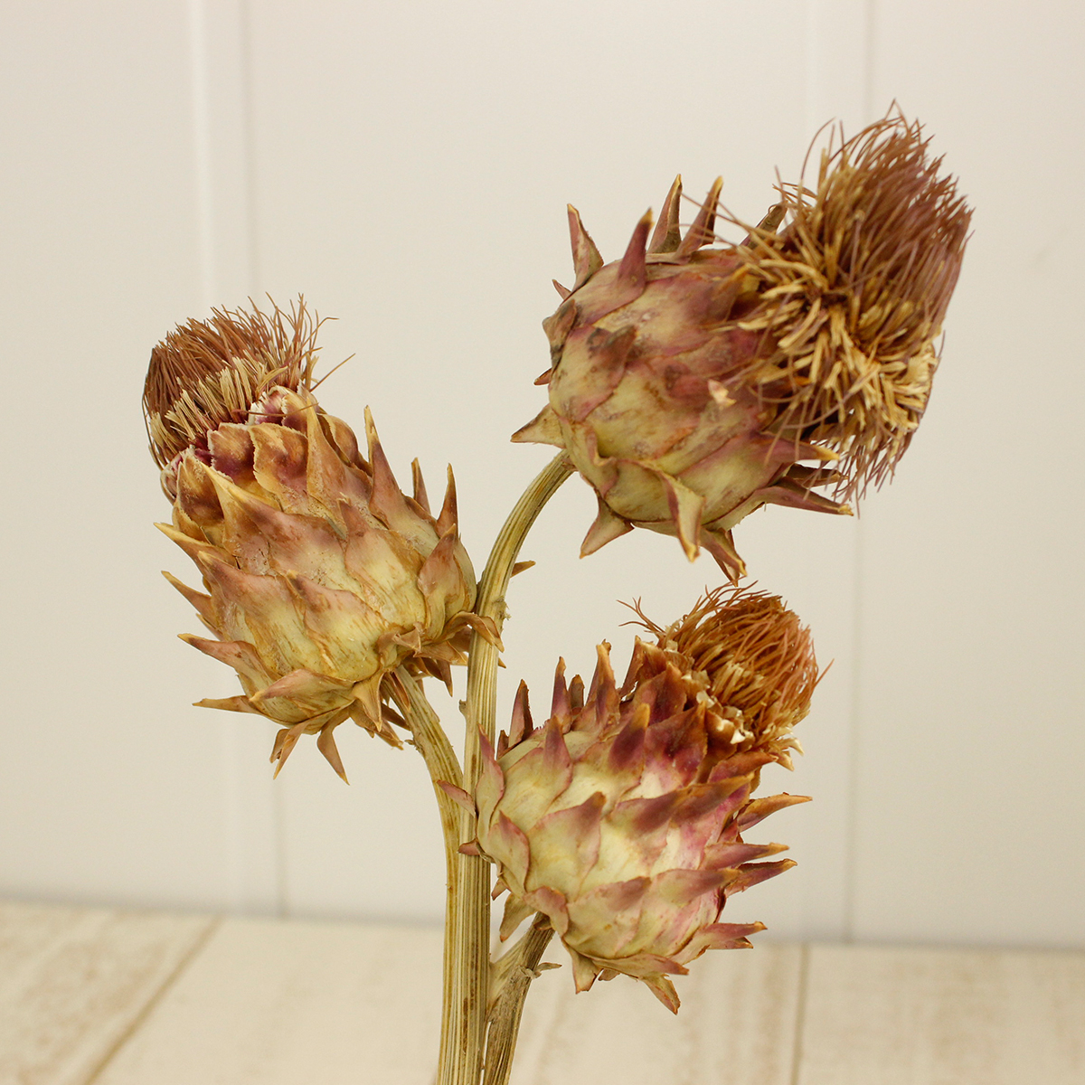 即日☆【ドライ】大地農園/アーティーチョーク・ミニ 約3本 N/40101