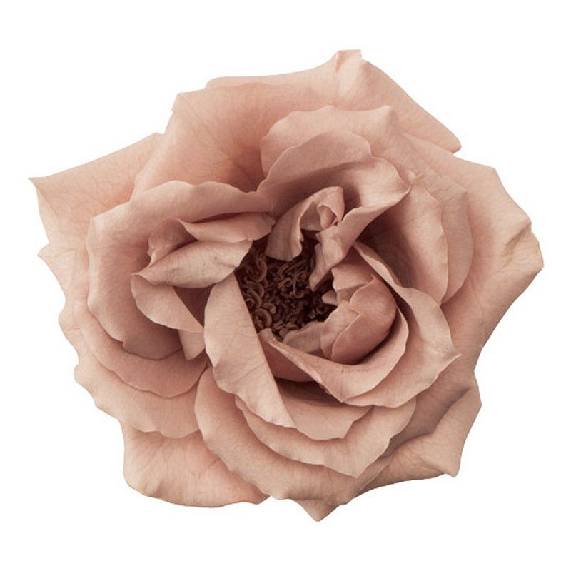 プリザーブド】大地農園/マジョリカ・サイズアソート 6輪モーブピンク