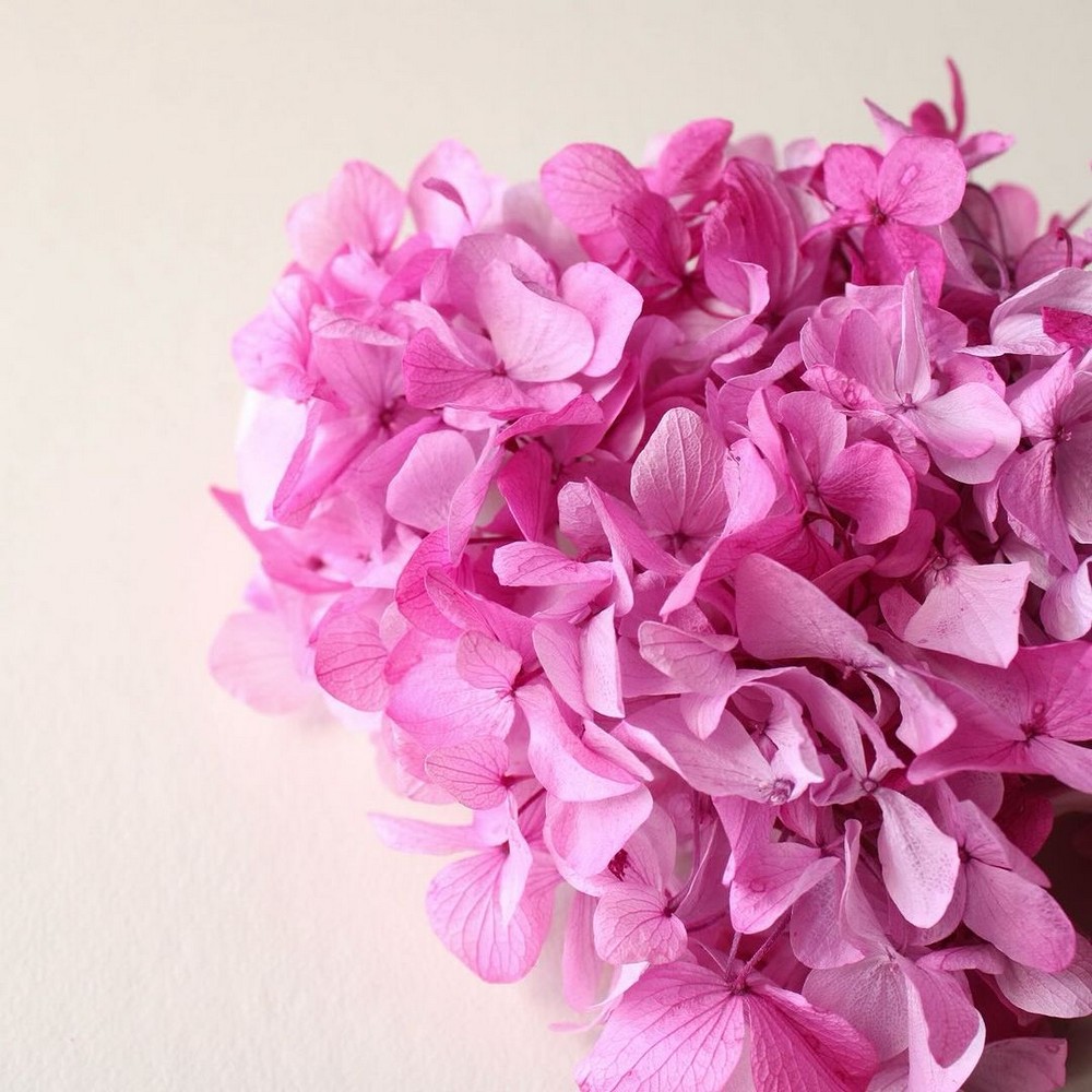 プリザーブド】大地農園/ゆめアジサイ・フレア・ヘッド 2輪 ピンク