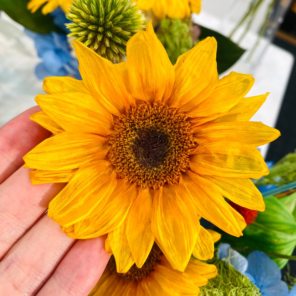 即日☆【プリザーブド】大地農園/ヒマワリ 2輪 イエロー/05430-500