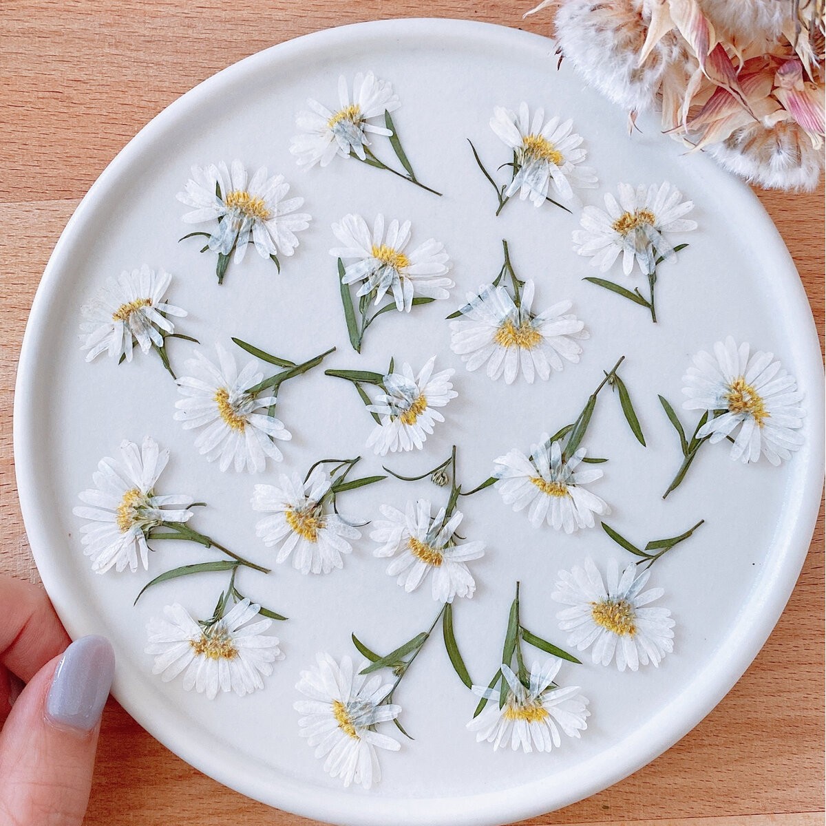 即日☆【ドライ】m flowers/押し花 孔雀アスター ホワイト - 花材通販