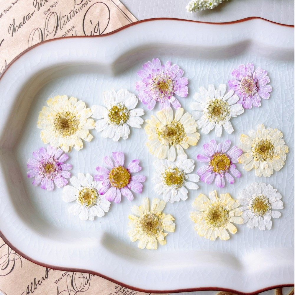 即日☆【ドライ】m flowers/押し花 マトリカリア ダブルラテ 暖色