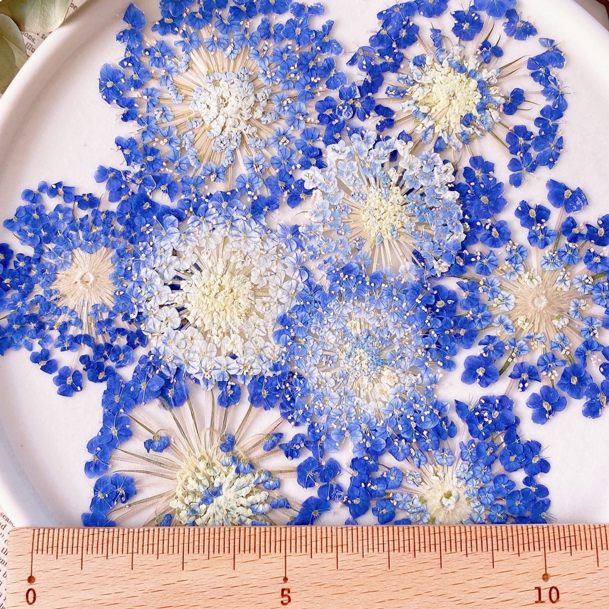 ドライ】m flowers/押し花 ブルーレースフラワー - 花材通販はなどんや