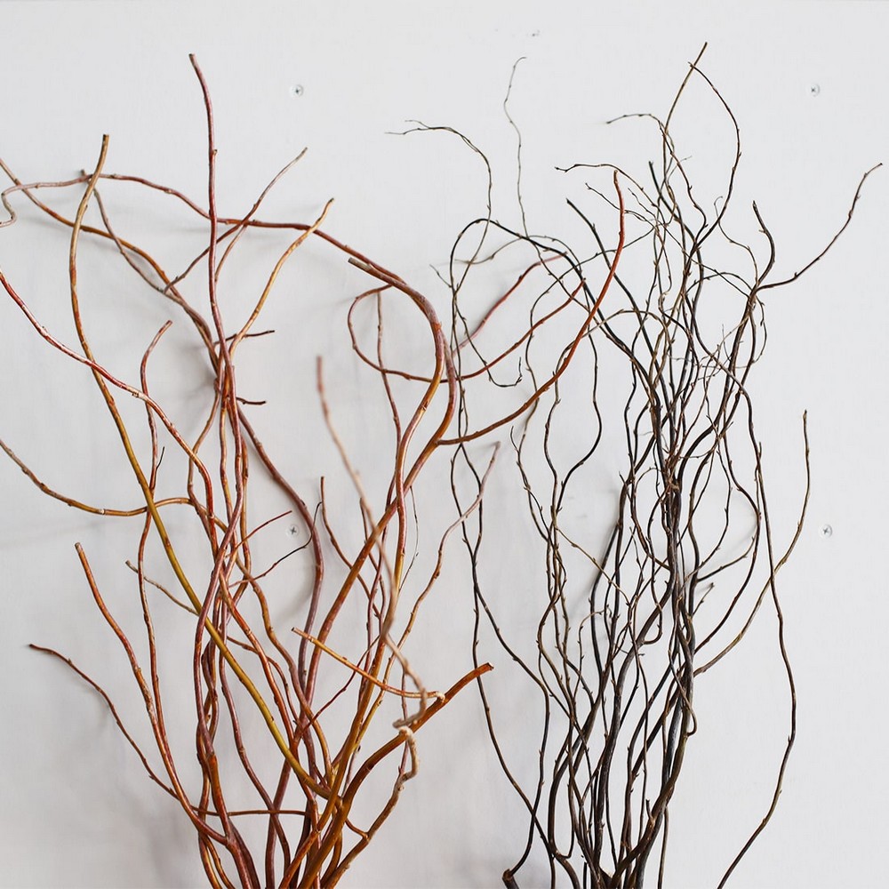 即日☆【ドライ】土と風の植物園/雲竜柳/dry-002 - 花材通販はなどんや