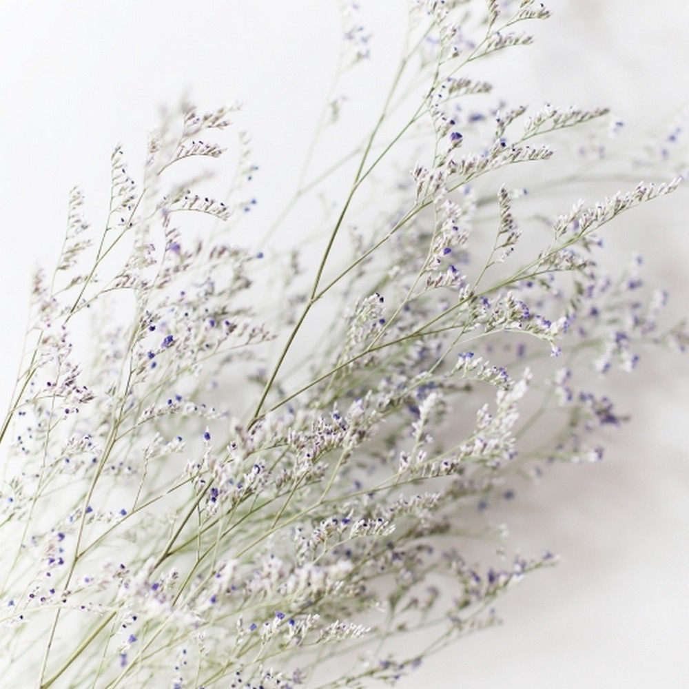 即日☆【ドライ】土と風の植物園/ブルーファンタジア/dry-049 - 花材