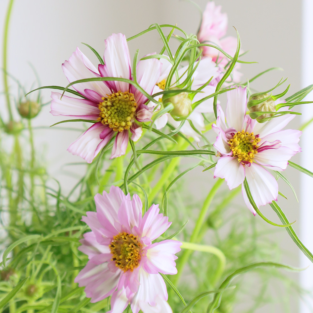 08直前!】コスモス ダブルクリック Vバイカラー【生花】 - 花材通販は