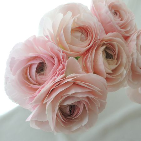 生花】ラナンキュラス フェラン(淡いピンク)30cm-【OT】 - 花材通販は