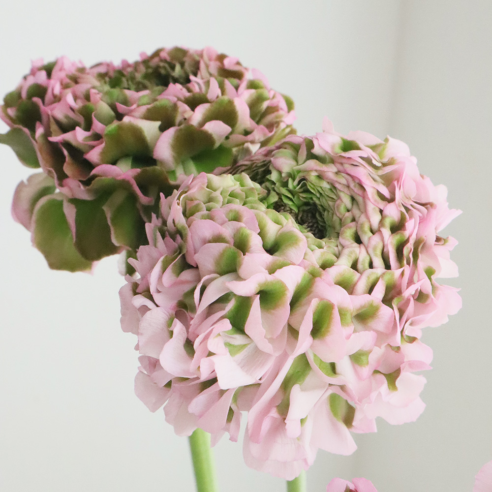 生花】ラナンキュラス ポンポンハーマイオニーまたはアリス(ピンク緑