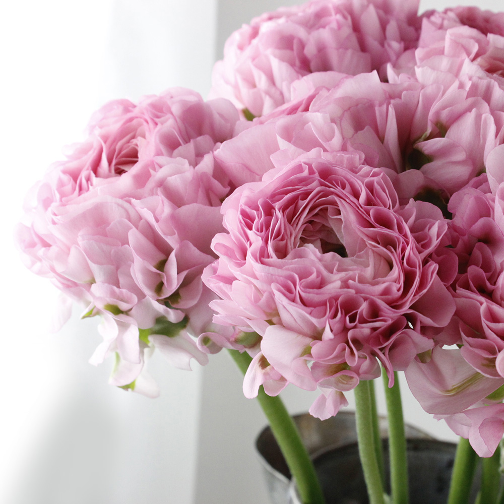 08直前!】ラナンキュラス ポンポンアリス(ピンク緑)40CM - 花材通販は