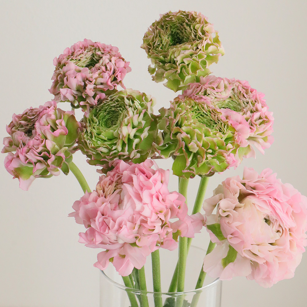 08直前!】ラナンキュラス ポンポンアリス(ピンク緑)40CM - 花材通販は