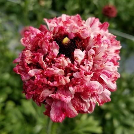 生花】ラナンキュラス リナローズ(濃ピンク・モロッコ咲):JA高千穂【早