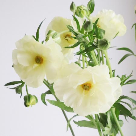 生花】ラックス系ラナンキュラス グレーシスなど(白-淡黄系)【OT