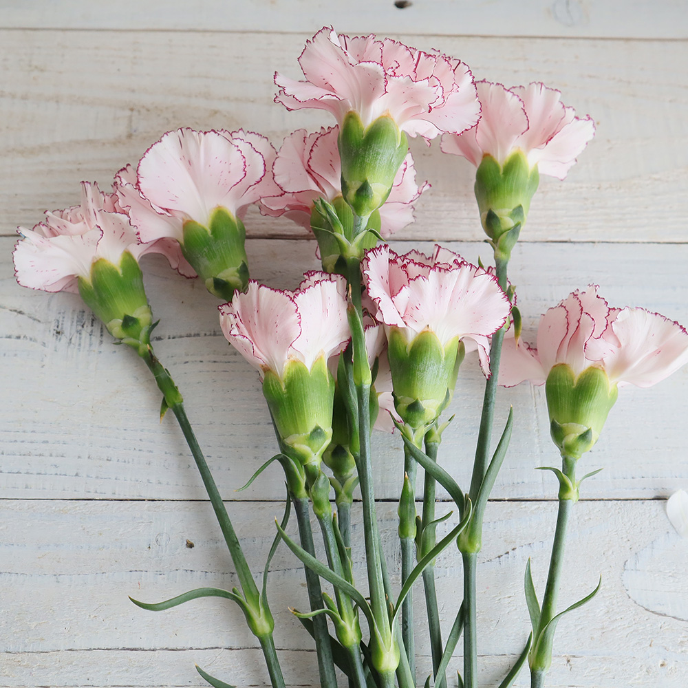 生花】カーネーション アミコorマリポサ(ライトピンクふちどり