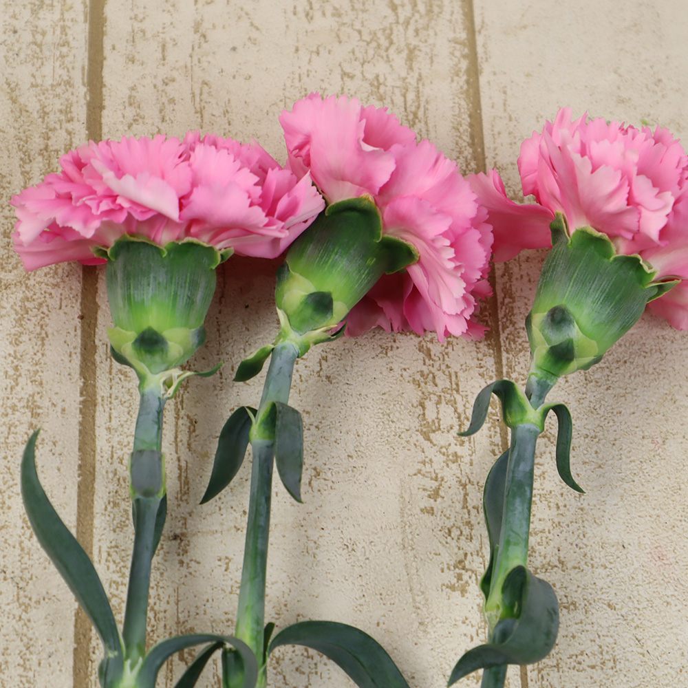 生花】国産カーネーション マホ(ピンク)5-60cm程度 藤花園【FJ】 - 花