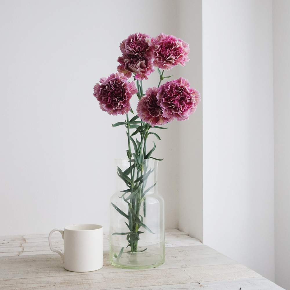 生花】国産カーネーション レディネオン(複色パープル系)5-60cm程度 藤