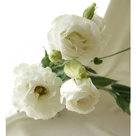 生花】トルコギキョウ エンゲージホワイト(八重白) - 花材通販はなどん