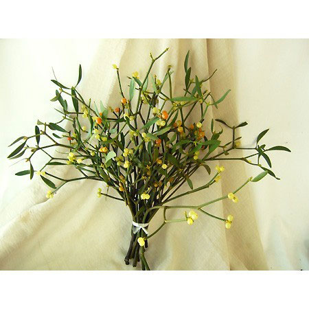 直前】ヤドリギ〔実つき〕つまみ※ご購入希望の方は商品説明をお読み