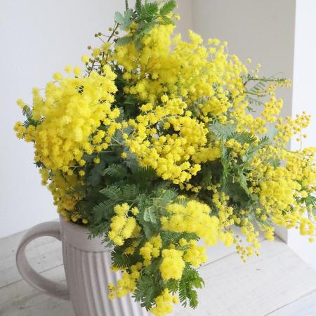 生花】ミモザアカシア(40cm程度)品種おまかせ 千葉県長作園など【FJ