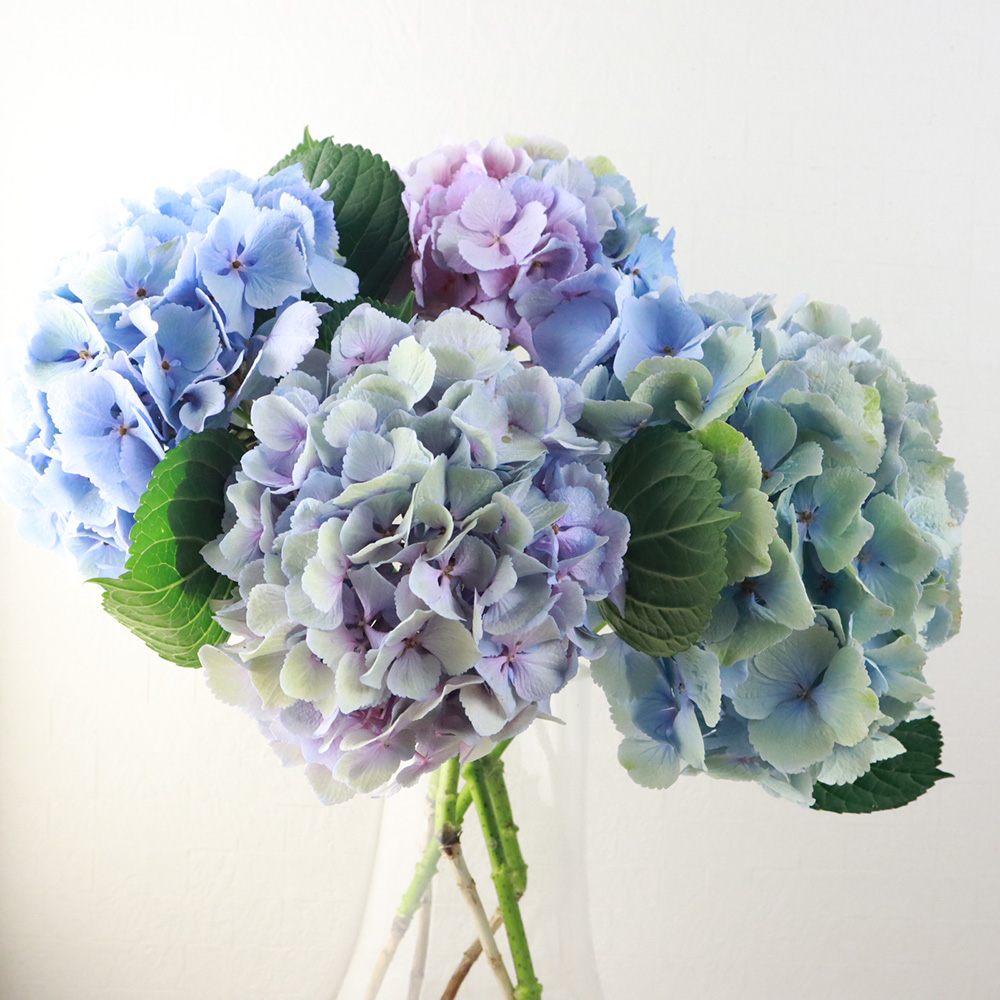 生花】鈴野農園のアジサイ アンティークパープル系※ (マジカル