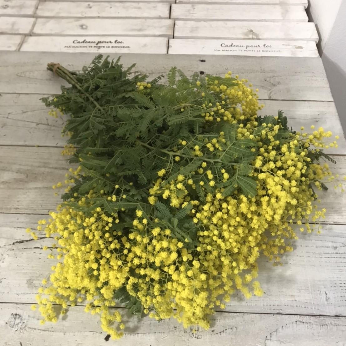 生花】ミモザアカシア(品種おまかせ)50cm程度 ふわふわ - 花材通販は