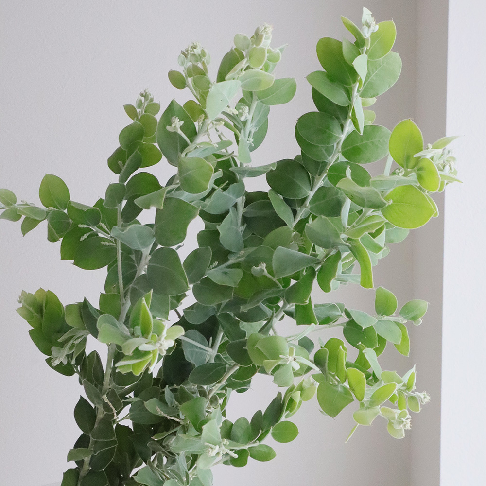 直前】長作園の真珠葉アカシア 60-70cm程度※花なし - 花材通販はなどん