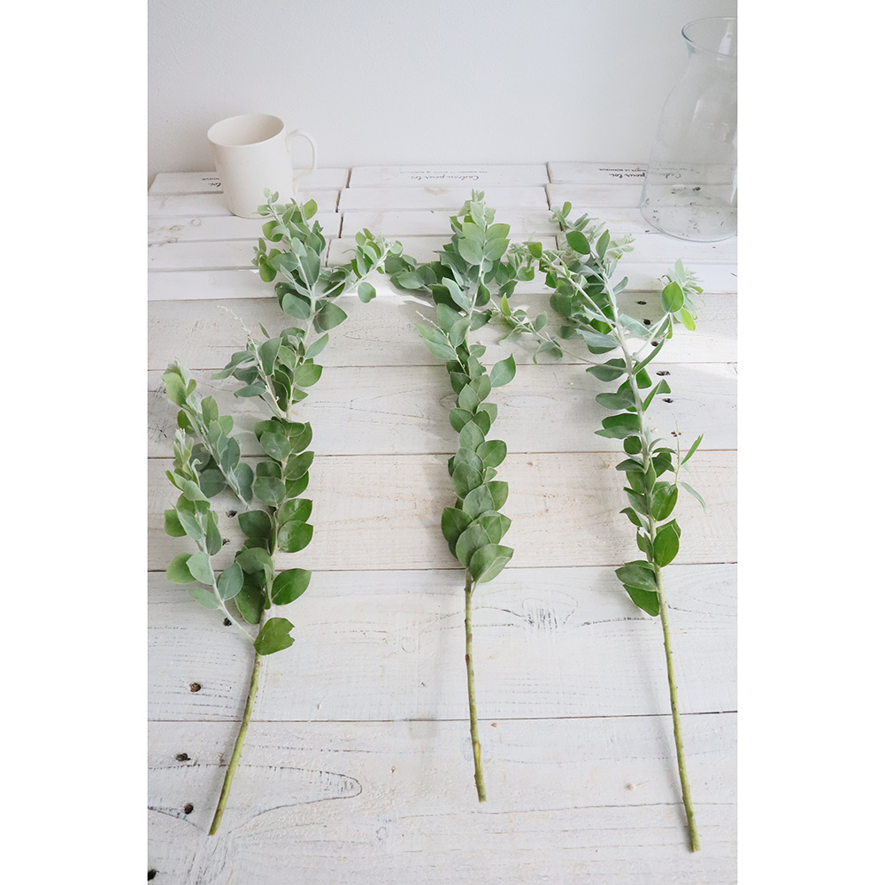 直前】長作園の真珠葉アカシア 60-70cm程度※花なし - 花材通販はなどん