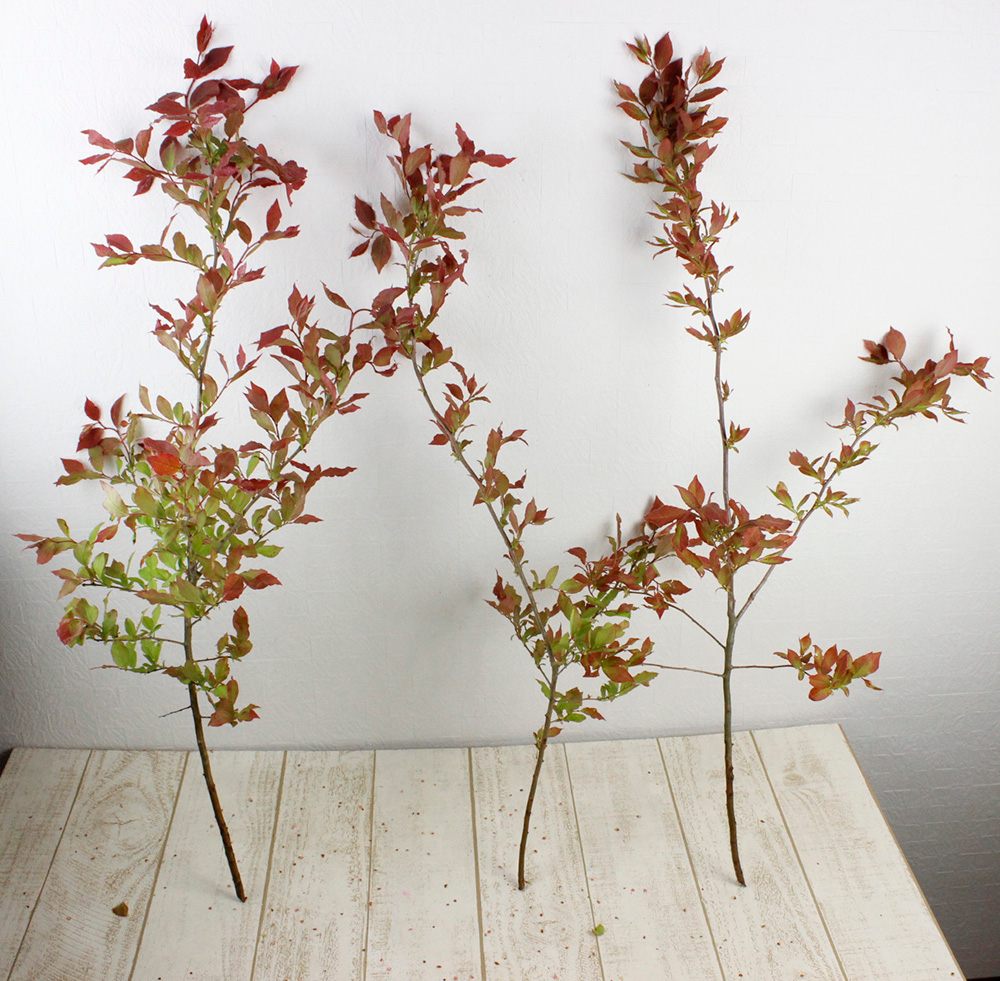 直前!!/】夏ハゼ 中サイズ(60〜80cm程度)日本草花園※入荷少 - 花材通販