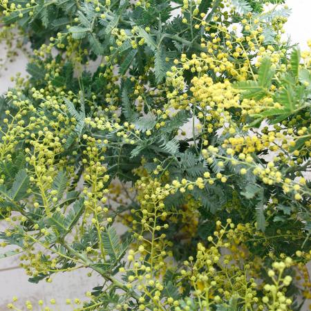 直前】銀葉ミモザアカシア(1束約5本)静岡県 ※蕾です。フワフワあまり