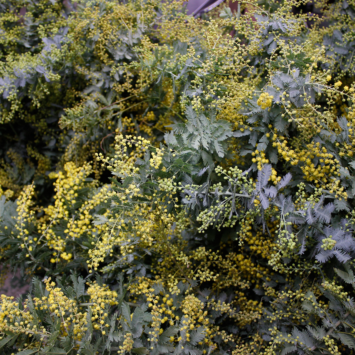 直前】銀葉ミモザアカシア(1束約5本)静岡県 ※蕾です。フワフワあまり