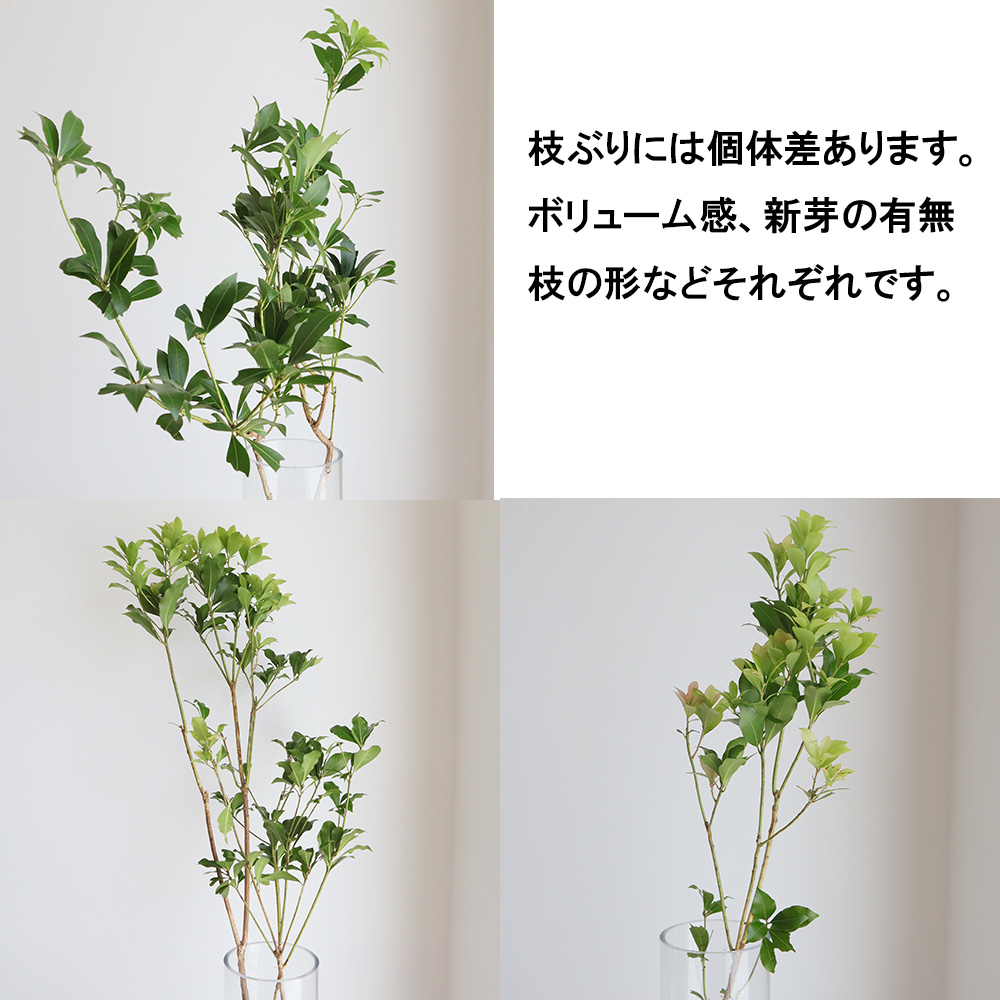 直前】【生花】アセビ(枝もの)80cm〜1M【OT】 - 花材通販はなどんや