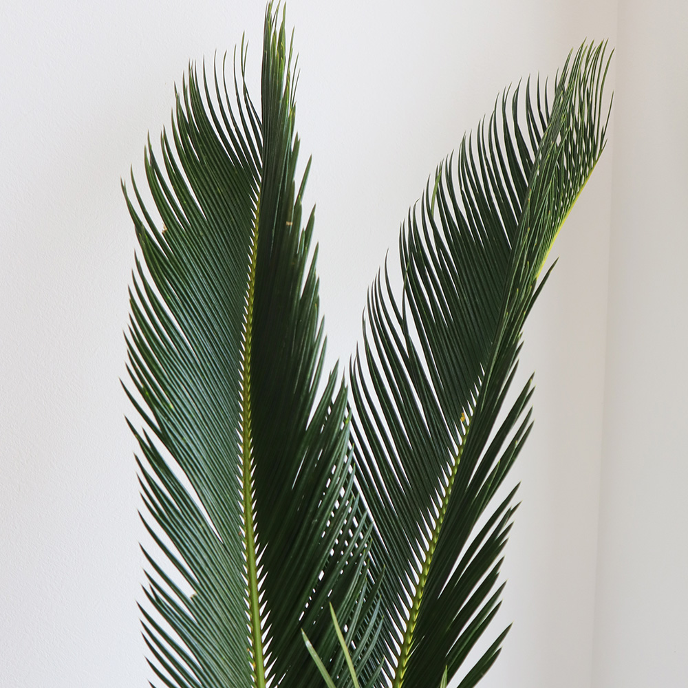 生花】ソテツの葉(80cm程度)【OR-5】 - 花材通販はなどんやアソシエ